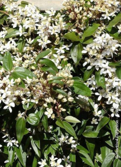 CLEMATIS armandii