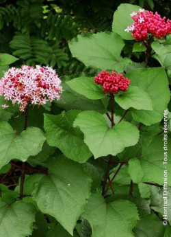 CLERODENDRUM bungei