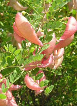 COLUTEA arborescens