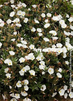 CONVOLVULUS cneorum