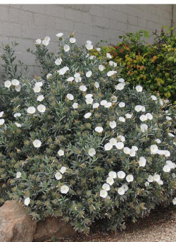 CONVOLVULUS cneorum