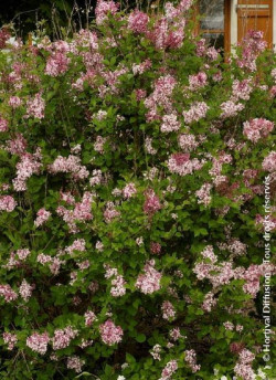 SYRINGA microphylla SUPERBA