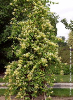 LONICERA similis DELAVAYI
