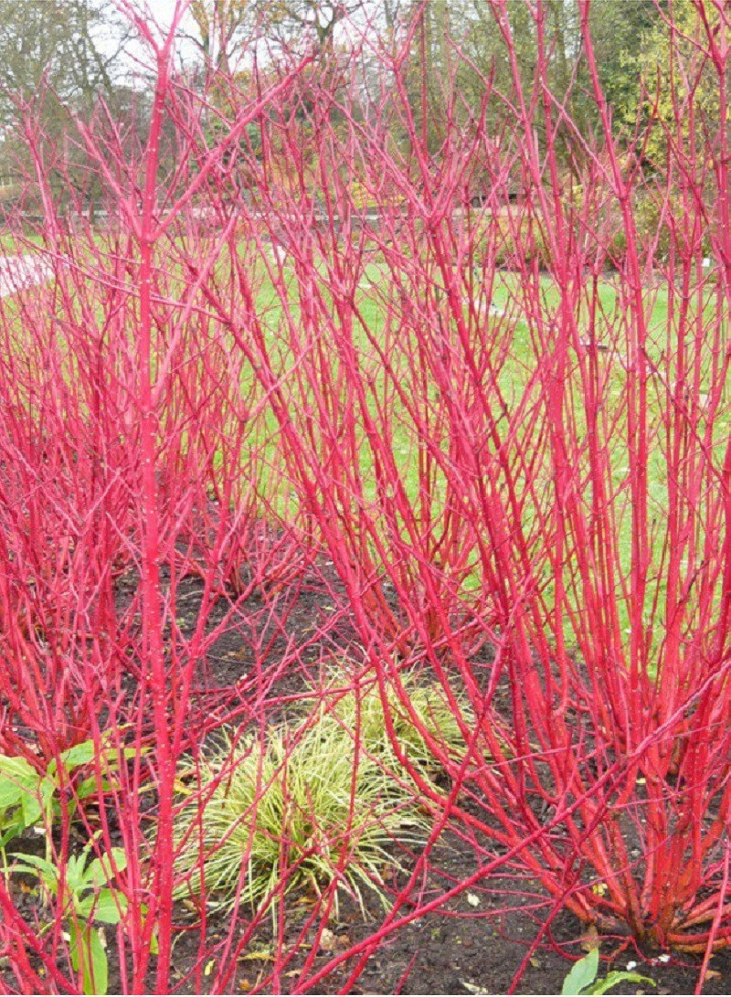 cornouiller-blanc-cornus-alba.jpg