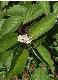 cornouiller-blanc-cornus-alba-1.jpg