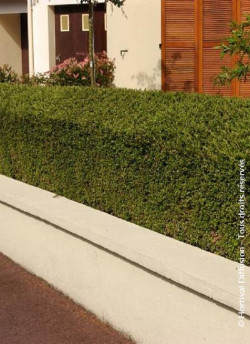 LONICERA nitida