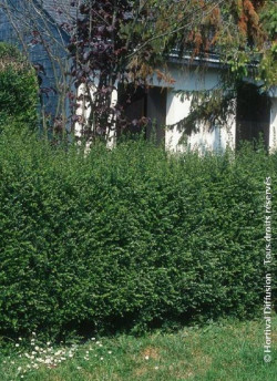 LONICERA nitida