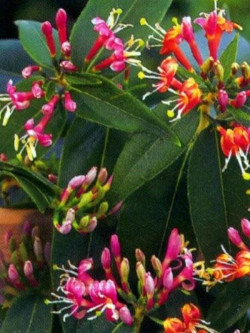 LONICERA henryi