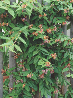 LONICERA henryi