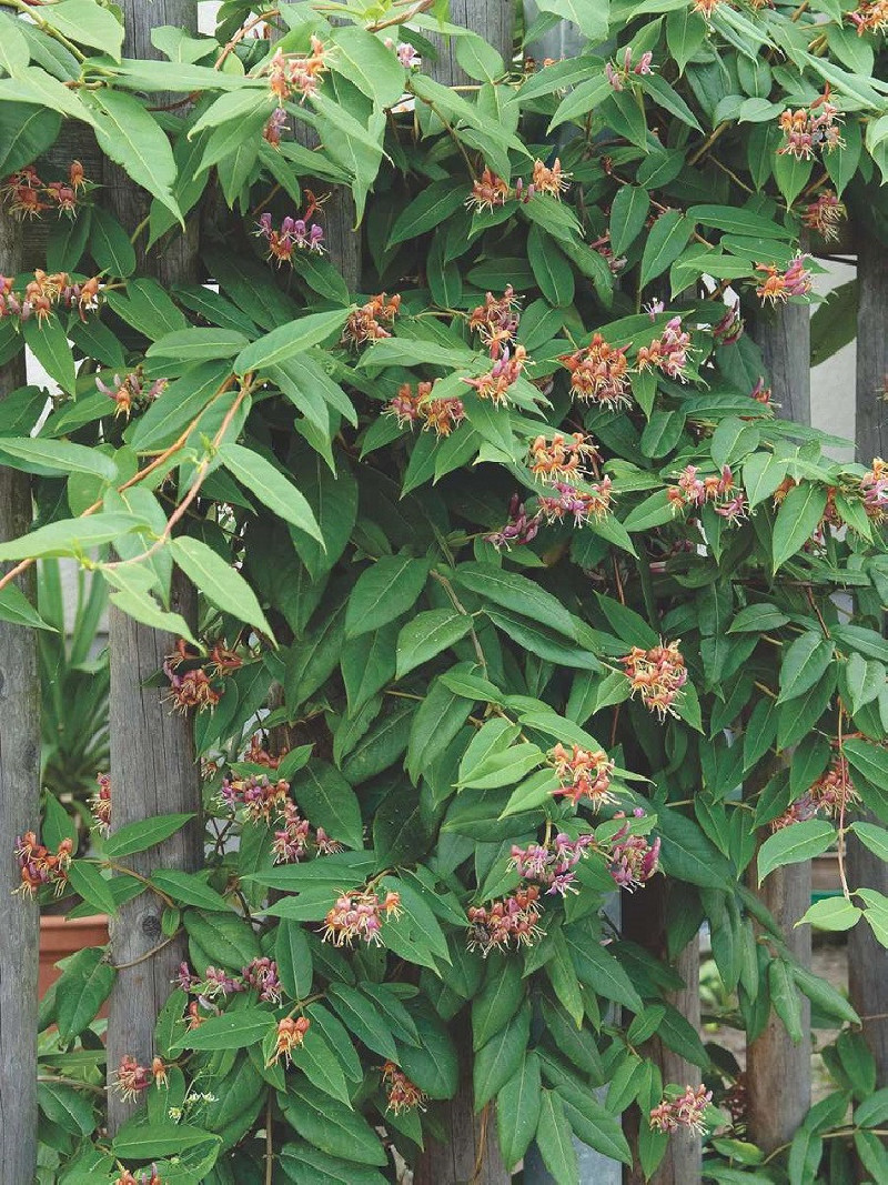 LONICERA henryi