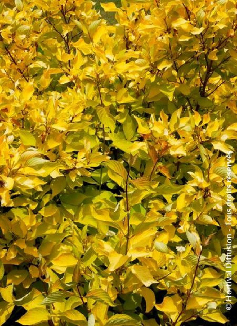CORNUS alba AUREA
