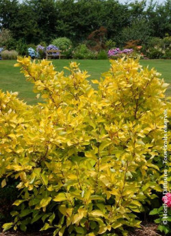 CORNUS alba AUREA