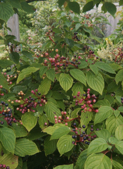 CORNUS alternifolia