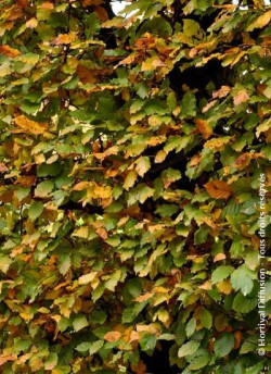 FAGUS sylvatica