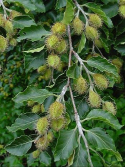 FAGUS sylvatica