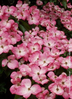 CORNUS kousa SATOMI