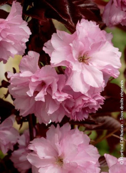PRUNUS serrulata ROYAL BURGUNDY