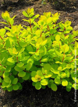 SPIRAEA betulifolia TOR GOLD