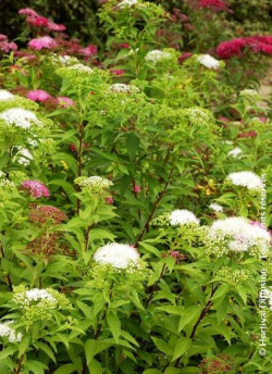 SPIRAEA japonica SHIROBANA