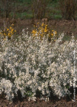 SPIRAEA thunbergii