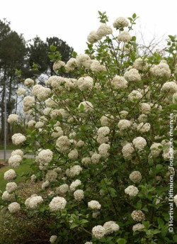VIBURNUM CARLCEPHALUM