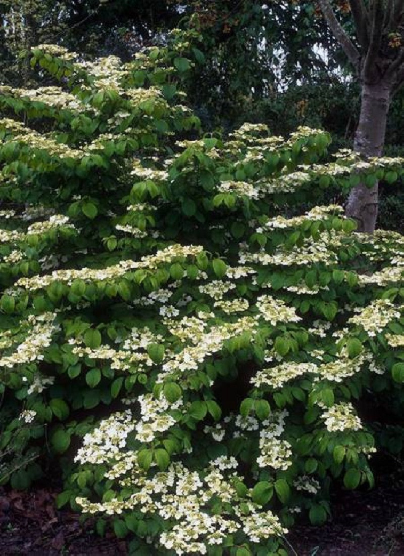 VIBURNUM plicatum MARIESII