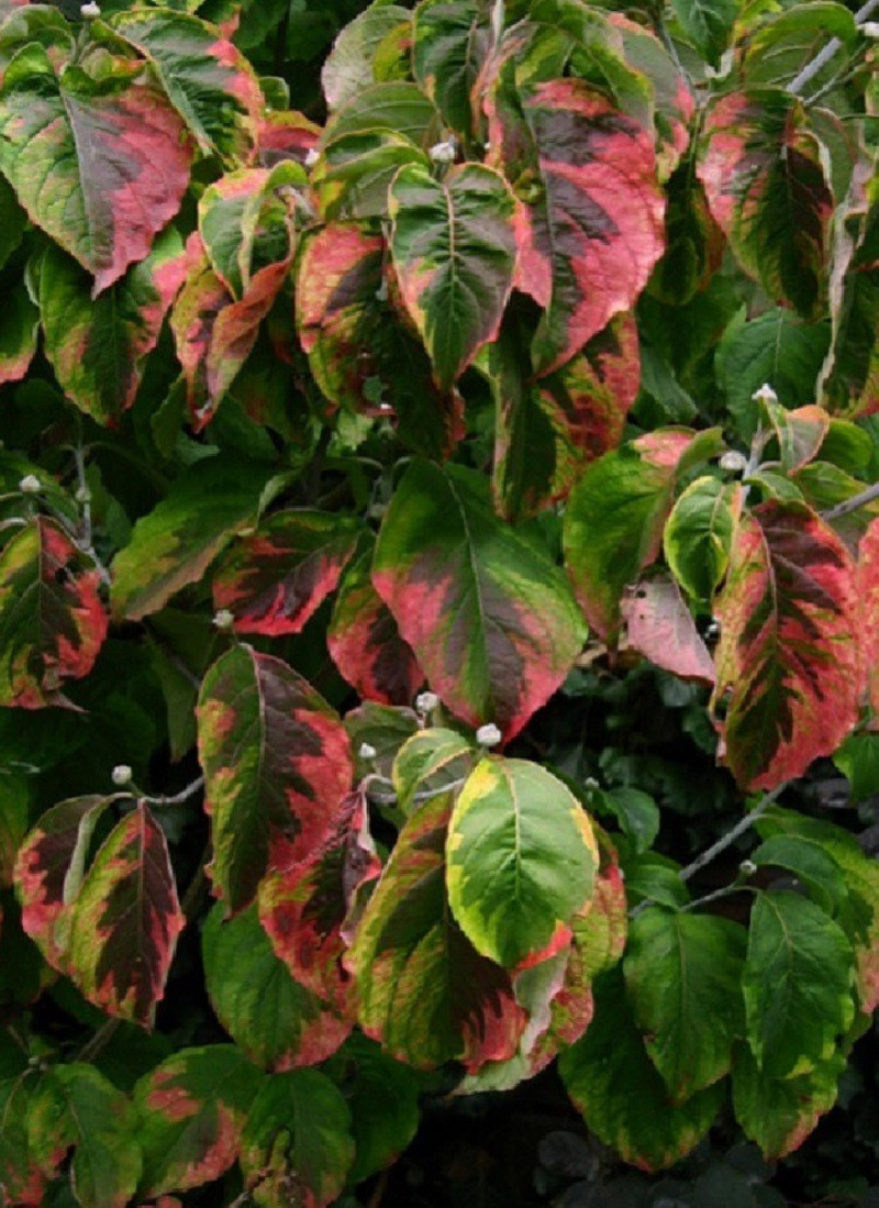 cornouiller-de-floride-rainbow-cornus-florida-rainbow.jpg