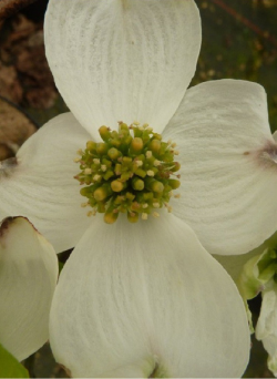 cornouiller-de-floride-rainbow-cornus-florida-rainbow-2.jpg