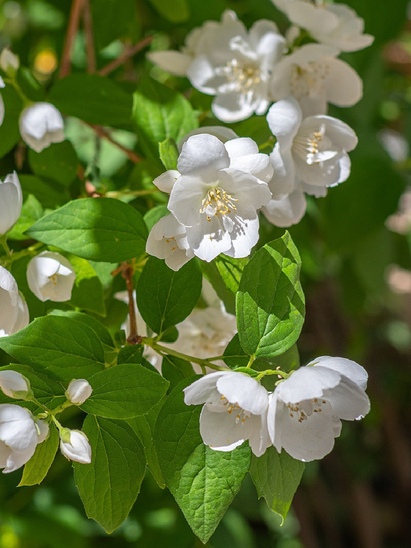 PHILADELPHUS virginalis