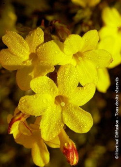 JASMINUM nudiflorum