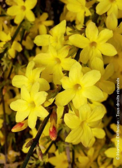 JASMINUM nudiflorum