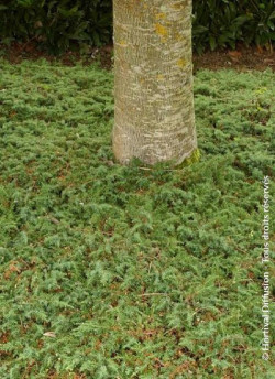 JUNIPERUS communis GREEN CARPET
