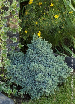 JUNIPERUS squamata BLUE STAR