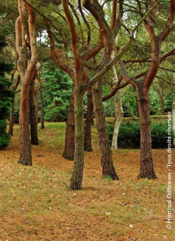 PINUS sylvestris