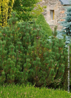 PINUS mugo var.pumilio