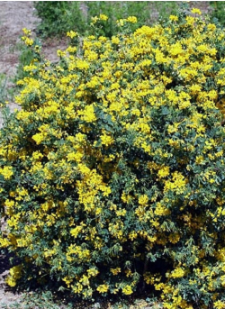 coronille-arbrisseau-coronilla-emerus-1.jpg