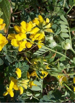 coronille-arbrisseau-coronilla-emerus.jpg