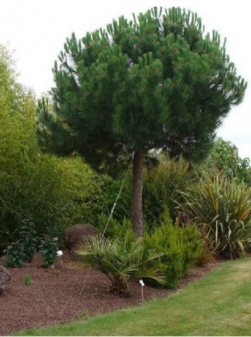 PINUS PINEA