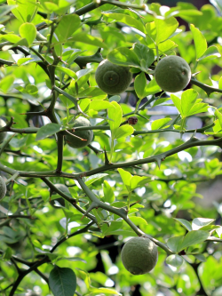 PONCIRUS trifoliata