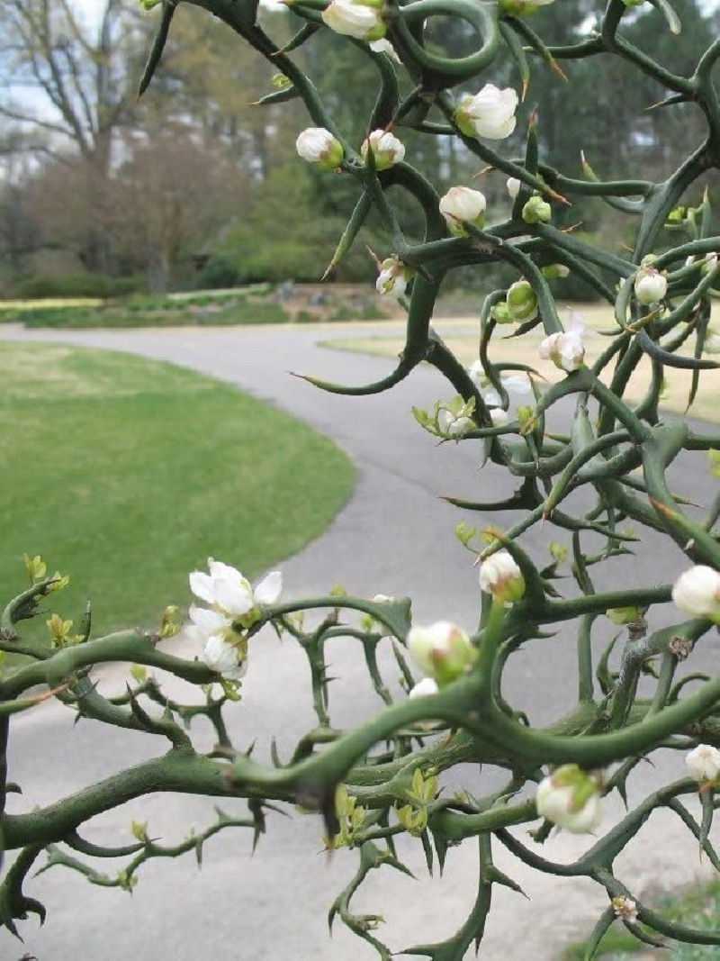 PONCIRUS trifoliata