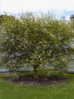 PONCIRUS trifoliata