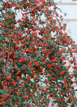 COTONEASTER franchetii