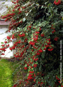COTONEASTER lacteus