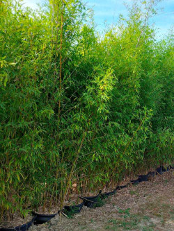 PHYLLOSTACHYS AUREA
