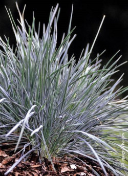KOELERIA glauca