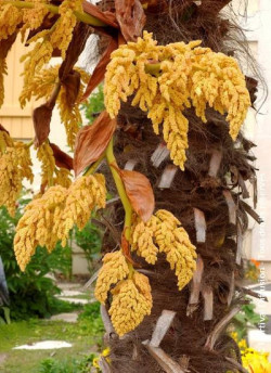 TRACHYCARPUS fortunei