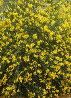 SPARTIUM junceum