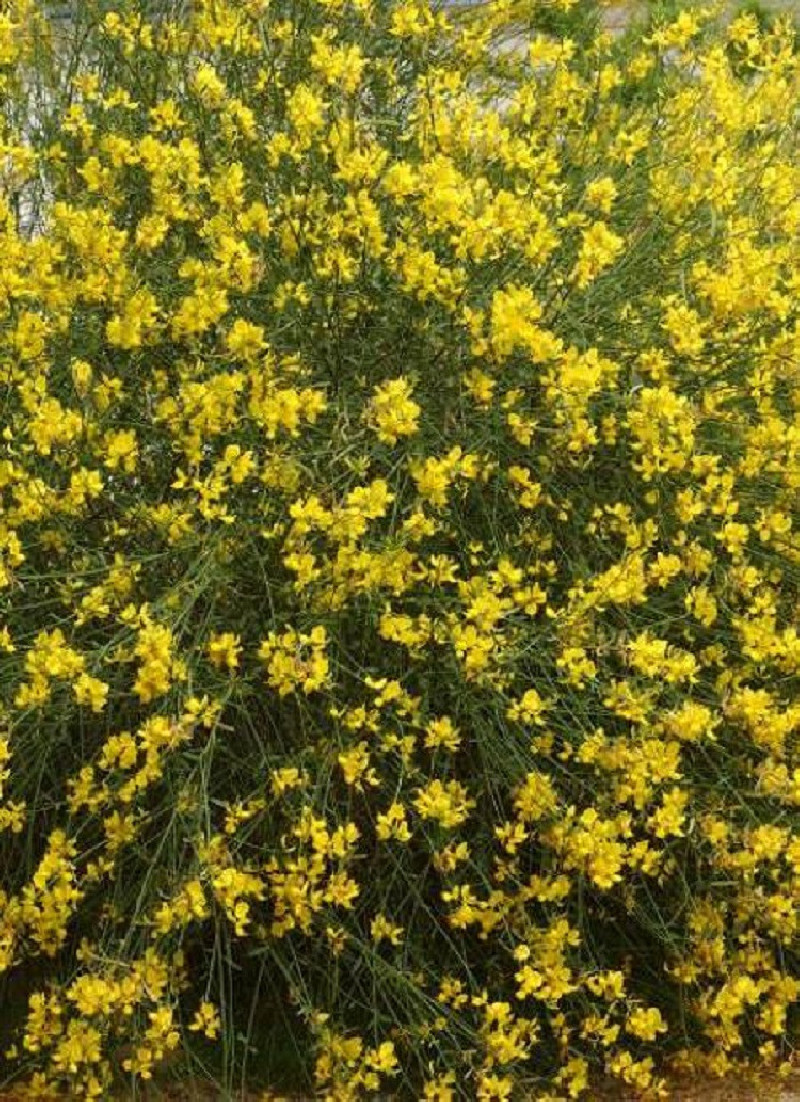 SPARTIUM junceum