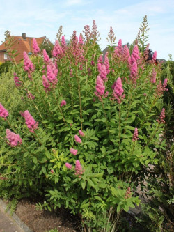 SPIRAEA BILLIARDII