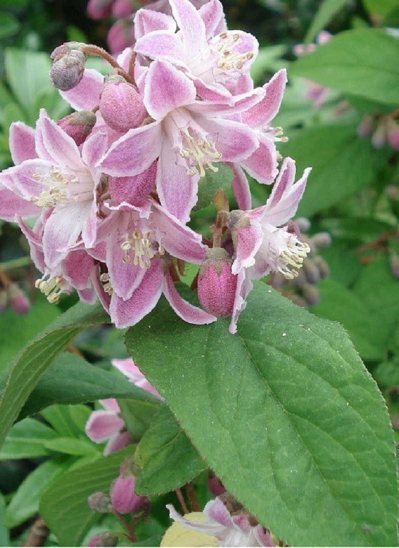 DEUTZIA hybrida PERLE ROSE